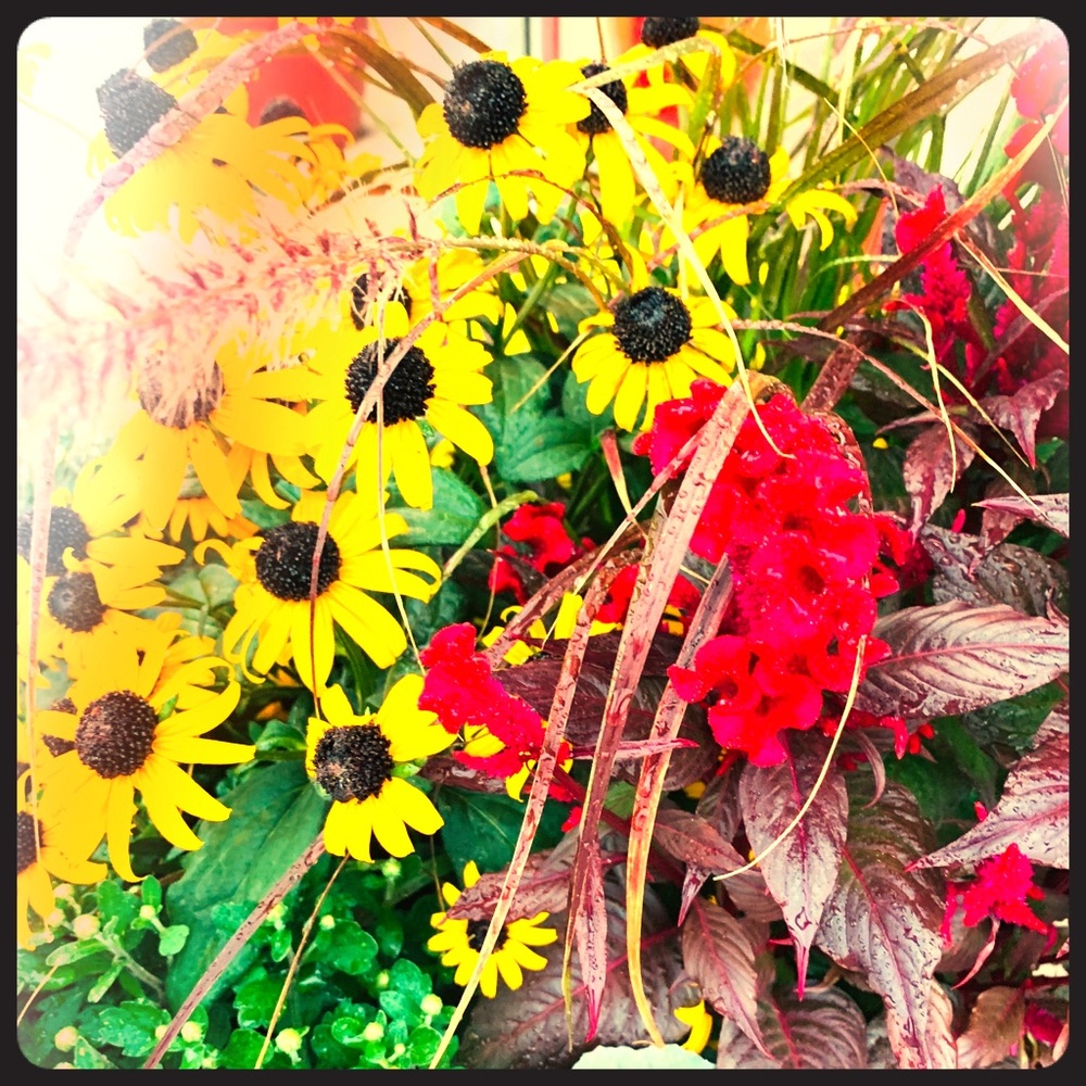 Meet your Posher, Яα¢нєℓ